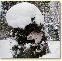 Brigid's Cloak in Canada